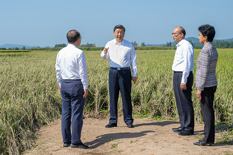 9月6日至8日，中共中央总书记、国家主席、中央军委主席习近平在黑龙江考察。这是7日上午，习近平在遭受洪涝灾害的哈尔滨尚志市老街基乡龙王庙村，察看水稻受灾情况。