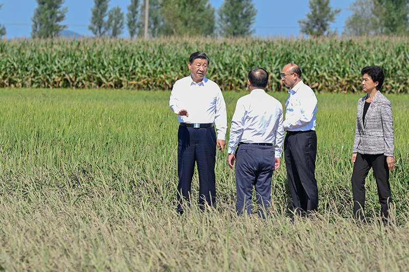 9月6日至8日，中共中央总书记、国家主席、中央军委主席习近平在黑龙江考察。这是7日上午，习近平在遭受洪涝灾害的哈尔滨尚志市老街基乡龙王庙村，察看水稻受灾情况。